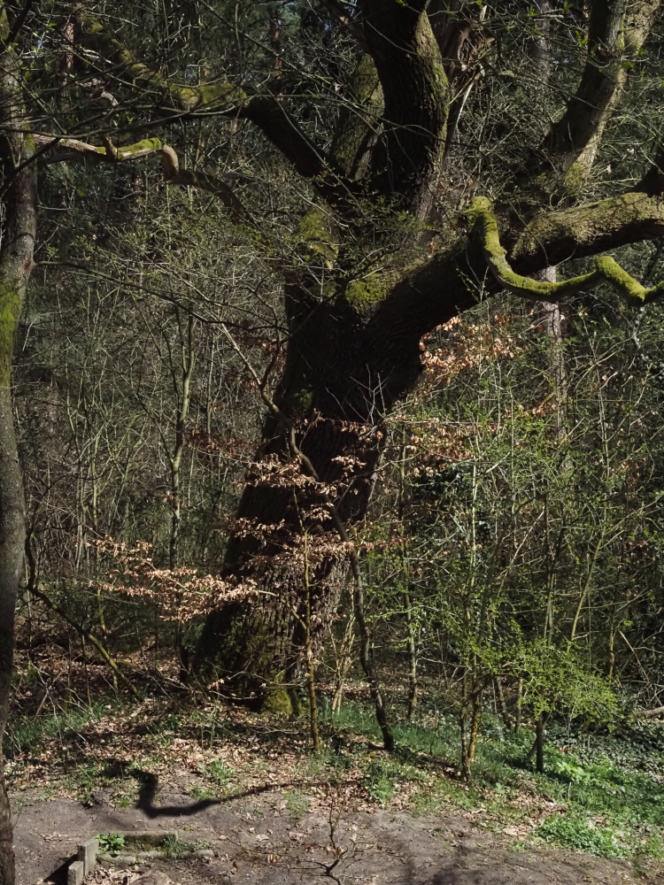 moody oak an oak tree in early spring